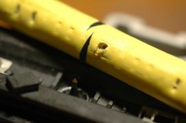 "the tiger's neck after the bite"