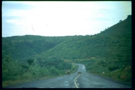 Nicaragua 1992/carrtera con vacas