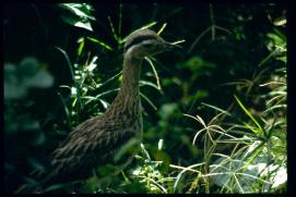 Nicaragua 1992/pajaro en el jardin de Luisa Amanda Juarez