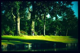 USA Weihnachten 1993/1994/Charleston, SC/plantation park