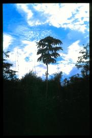 Guatemala 1996/Guatemala 1996/arbol en la selva