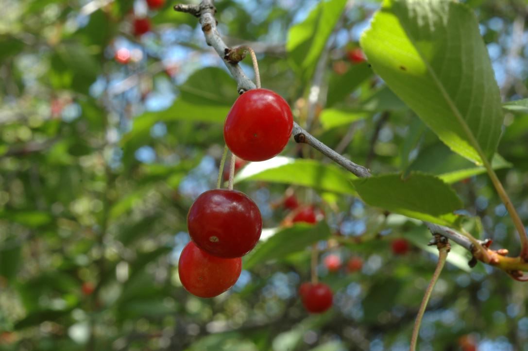 sour cherries/Weichseln