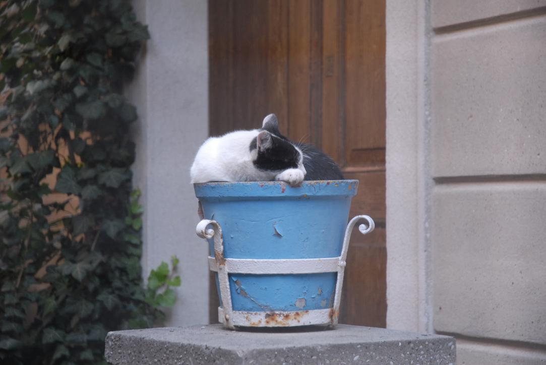 Flower Pot Cat