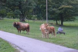 bull and cows waiting for calf and farmer/