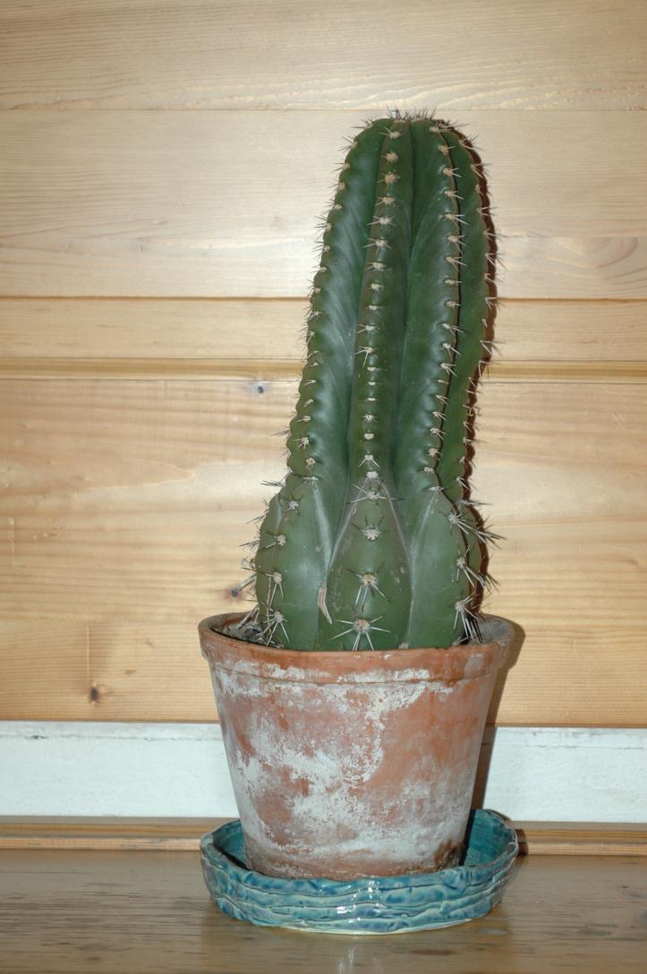 Kaktus/
