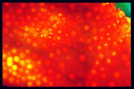 Reingers 1992/Makro-Experimente: Orange mit Hintergrundbeleuchtung