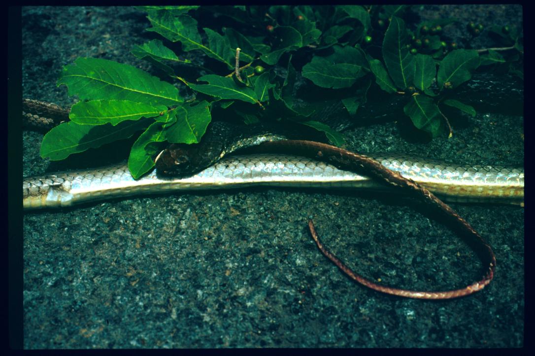 Nicaragua 1992/serpiente adornada/