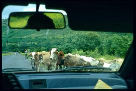 Nicaragua 1992/Kuhherde auf der Strasse/vacas en la carretera/cow herd on the highway/public