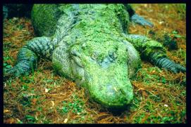 USA Weihnachten 1993/1994/New Orleans Zoo/crocodile/public