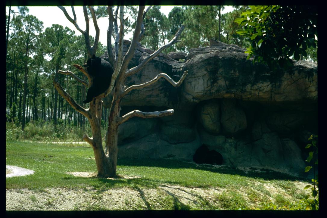 USA 1990/Miami Zoo/black bear