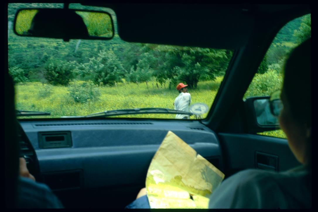 Nicaragua 1992/Kuhherde von der Strasse weg/vacas habiendo salidos de la carretera (castiganme por mi espanol ...)/cow herd off the highway