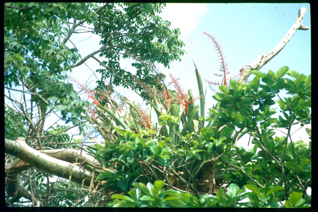 Nicaragua 1992/orchids