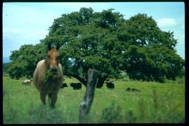 Nicaragua 1992/caballo, malinche?