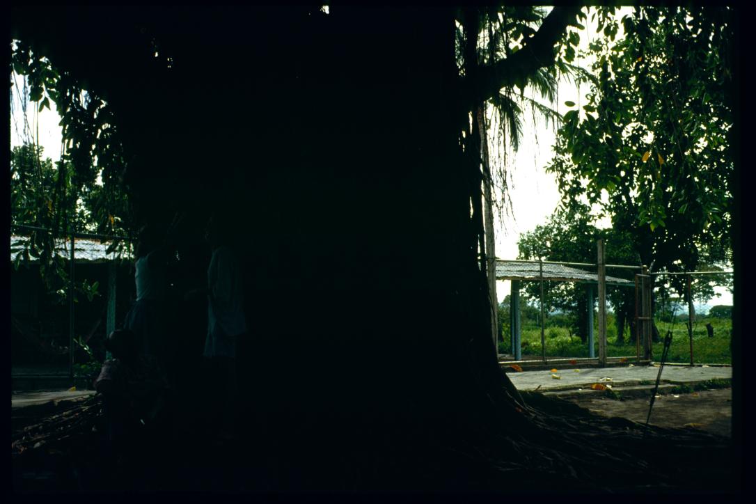 Nicaragua 1992/arbol