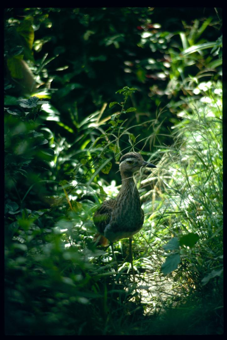 Nicaragua 1992/pajaro en el jardin de Luisa Amanda Juarez