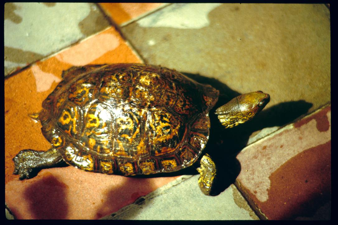 Nicaragua 1992/tortuga en la casa de Luisa Amanda Juarez
