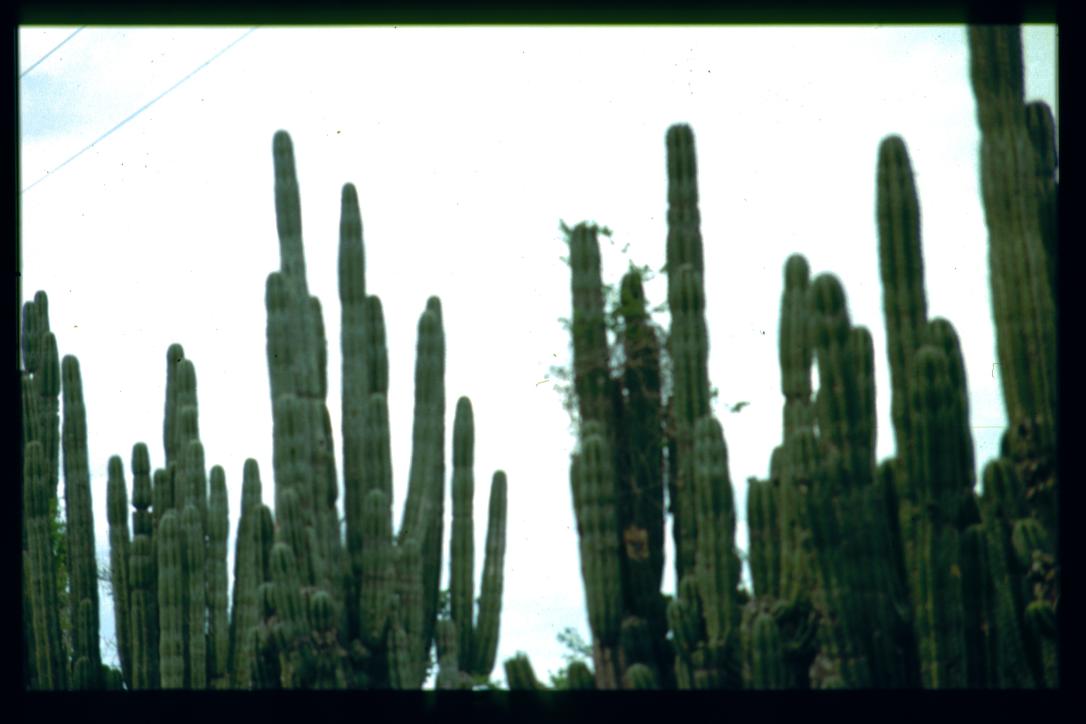 Nicaragua 1992/cercado de cactos/cactus fence/Zaun aus Kakteen