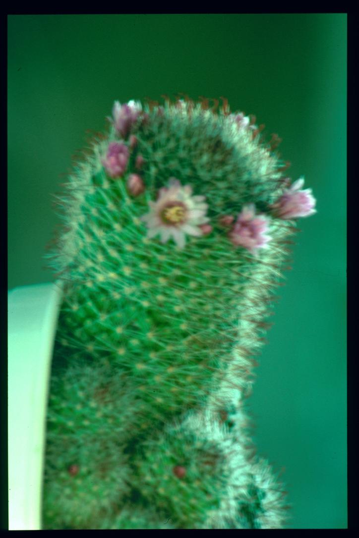 Ostern 1992/Kaktus/cactus