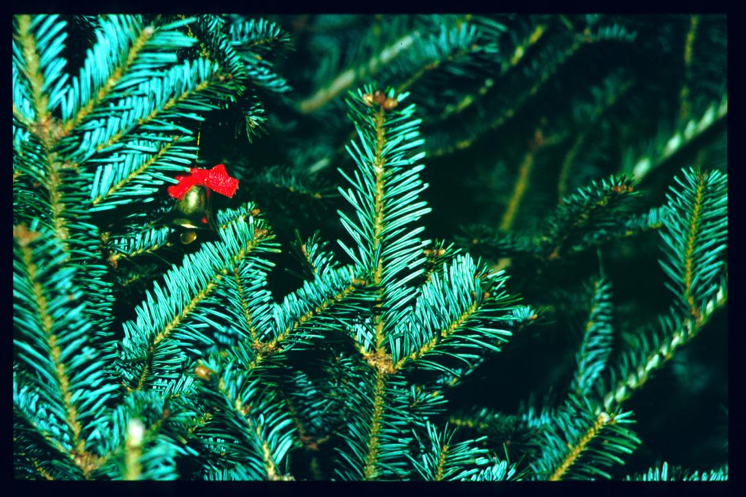 USA Weihnachten 1993/1994/Weihnachtsbaum Detail