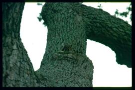 USA Weihnachten 1993/1994/Charleston, SC/Waterfront Park/tree with squirrel