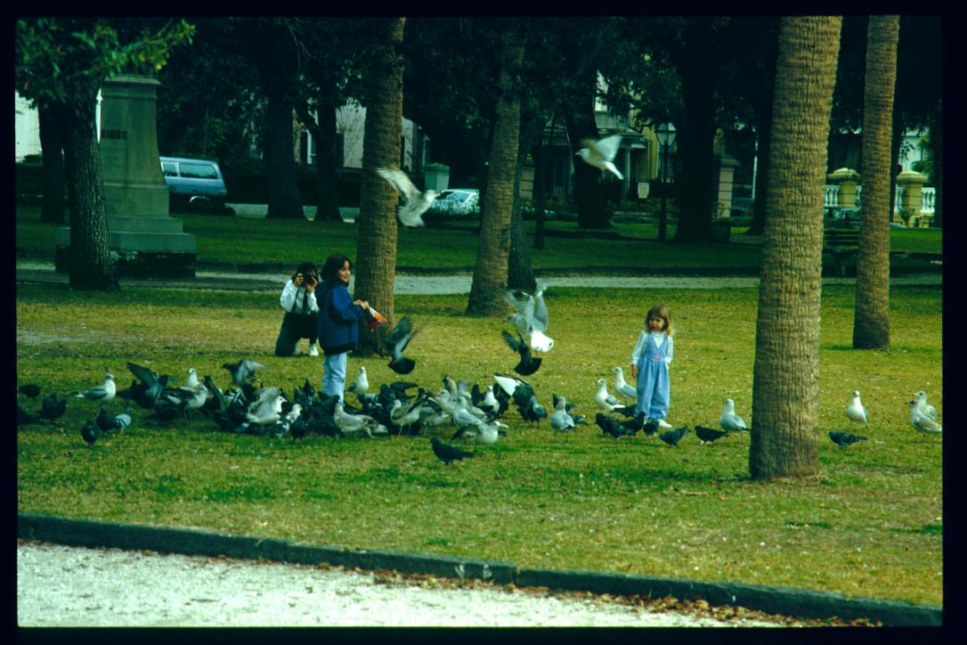 USA Weihnachten 1993/1994/Charleston, SC/Waterfront Park/doves?