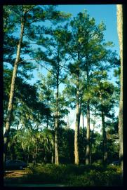 USA Weihnachten 1993/1994/Charleston, SC/cedars on plantation