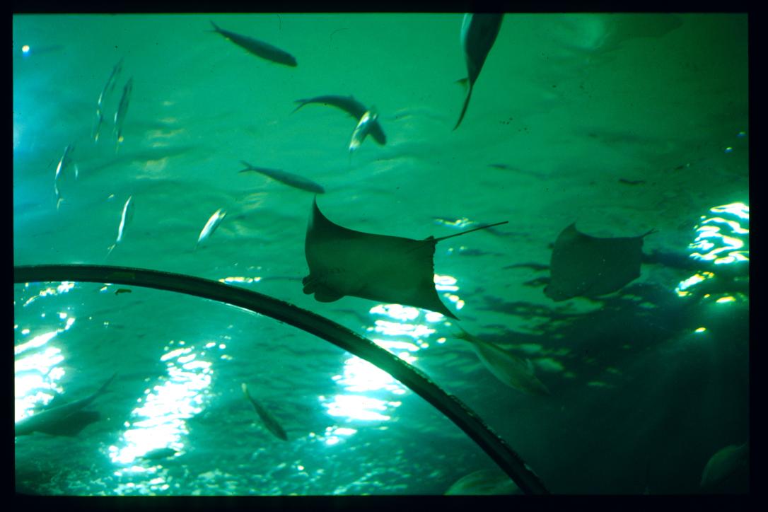USA Weihnachten 1993/1994/New Orleans Zoo/sting rays from below