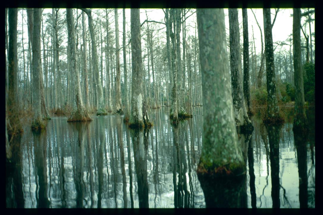USA Weihnachten 1993/1994/Charleston SC/Mangrove Swamps