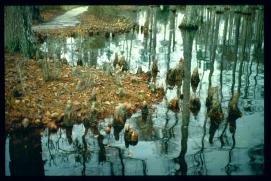 USA Weihnachten 1993/1994/Charleston SC/Mangrove Swamps
