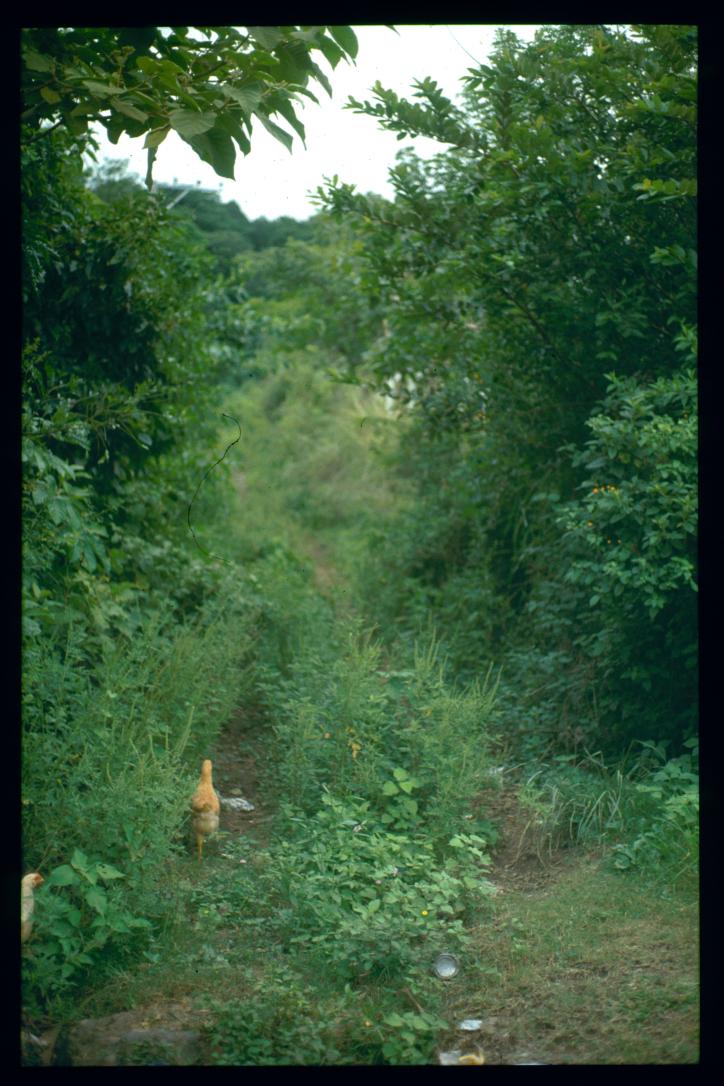 El Salvador 1995/camino con otro pollo