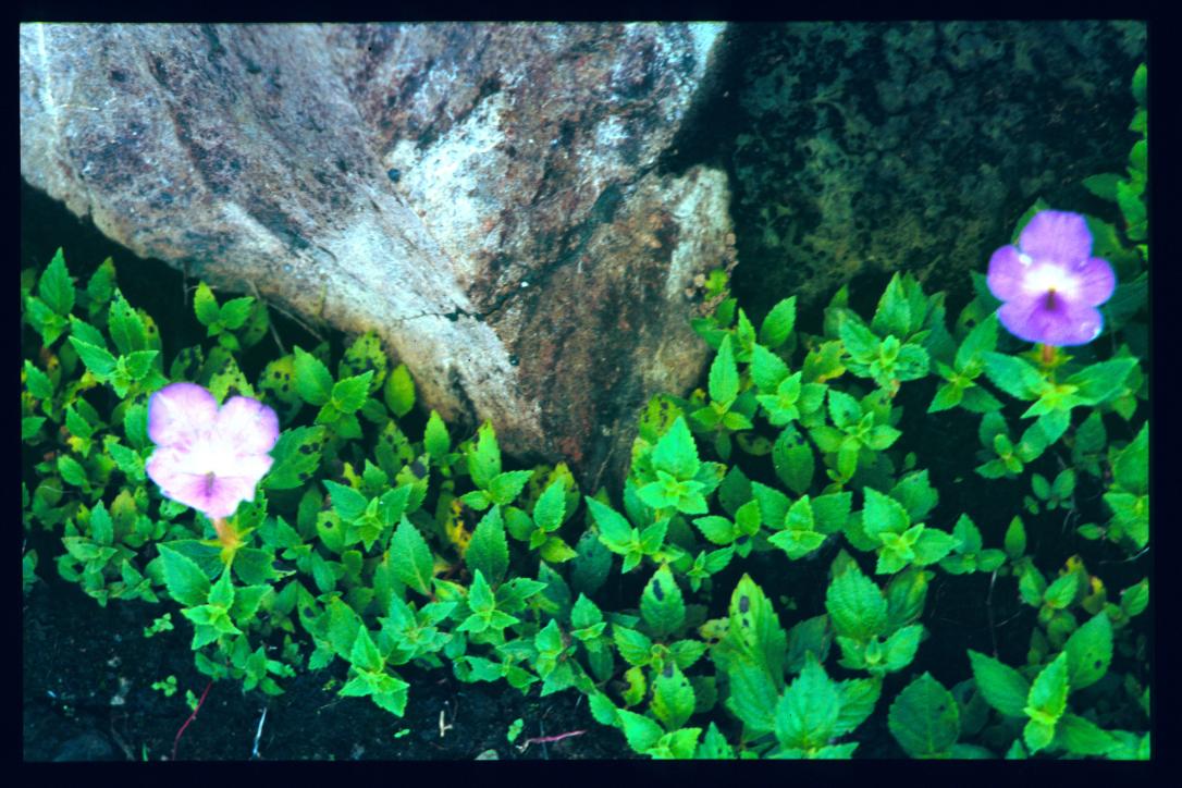 El Salvador 1995/flores