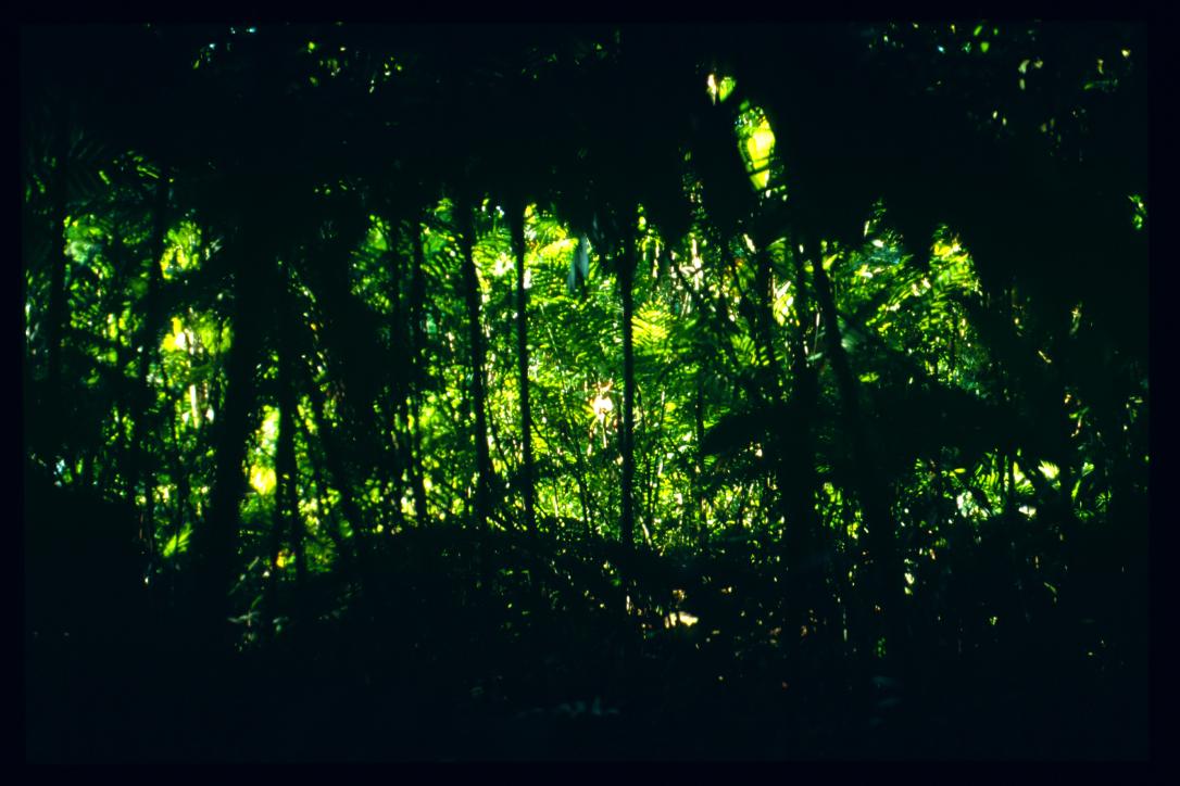 El Salvador 1995/jardin botanico