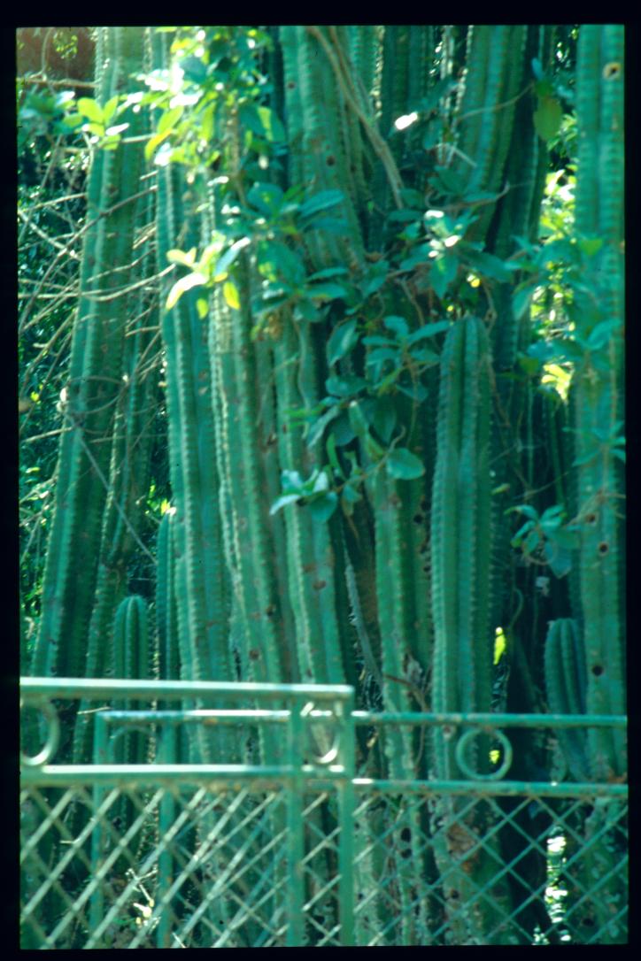 El Salvador 1995/cercado con cactus