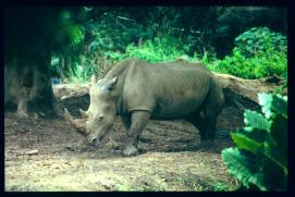 Guatemala 1996/hipopótamo
