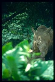 Guatemala 1996/rinoceronte