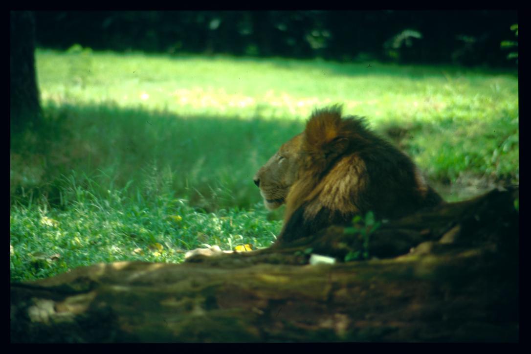 Guatemala 1996/león
